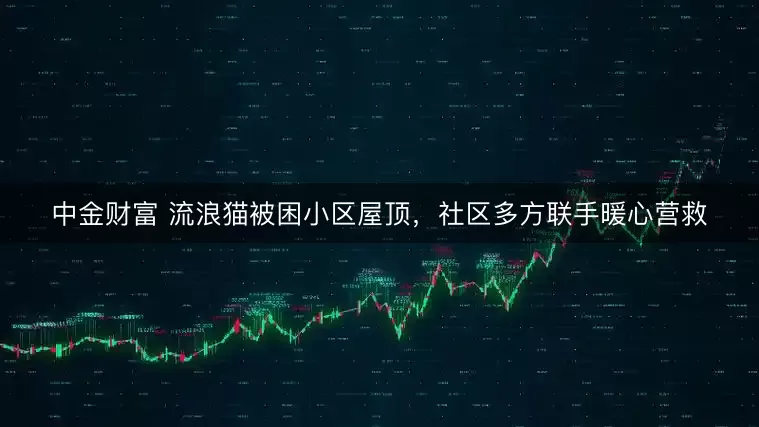 中金财富 流浪猫被困小区屋顶，社区多方联手暖心营救